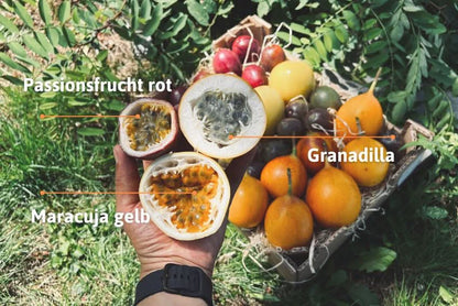 "Passiflora Lovers" Maracuja-Mix Flash-Aktion