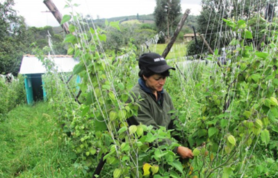 Physalis Bio Fair Trade