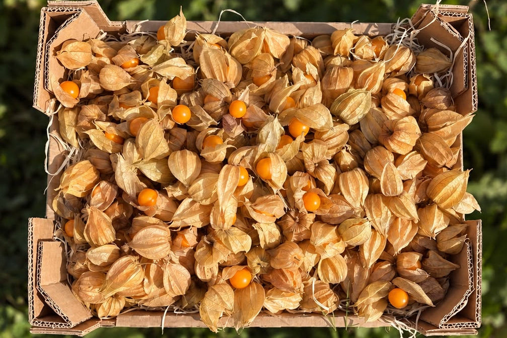 Physalis Bio regional Demeter aus Bayern