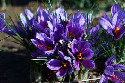 Safran - unbehandelt (Super Negin)