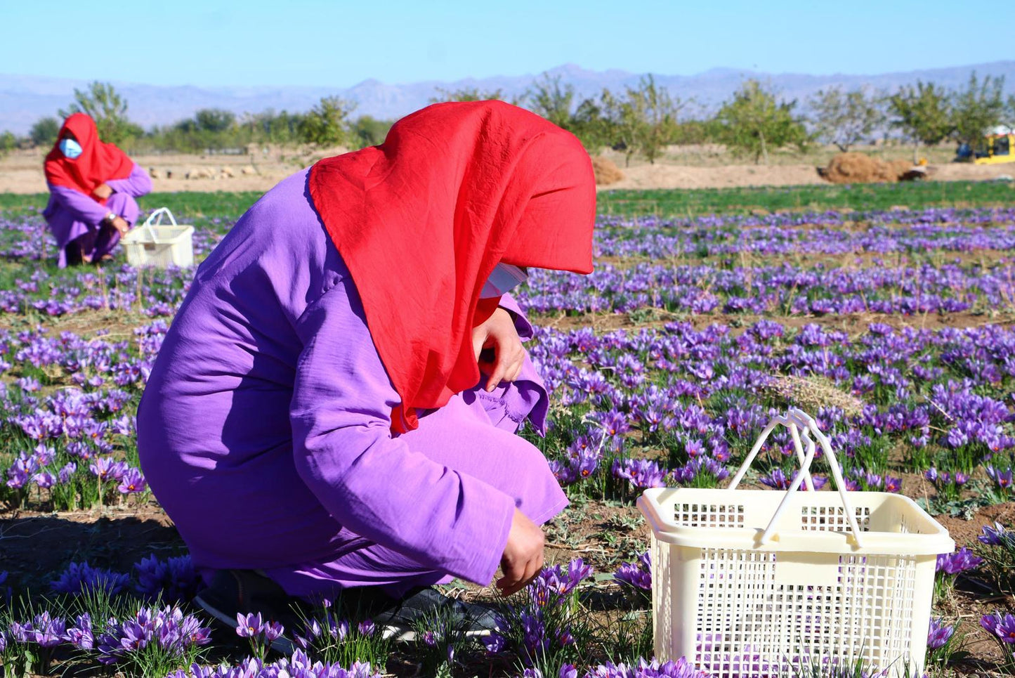 Safran - unbehandelt (Super Negin)