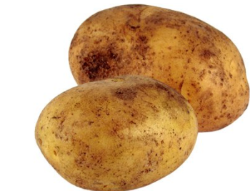 Früh Kartoffeln "Sieglinde" festkochend Bio neue Ernte von Bello