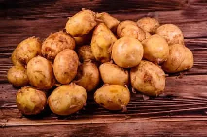 Kartoffeln "Sieglinde" Bio neue Ernte