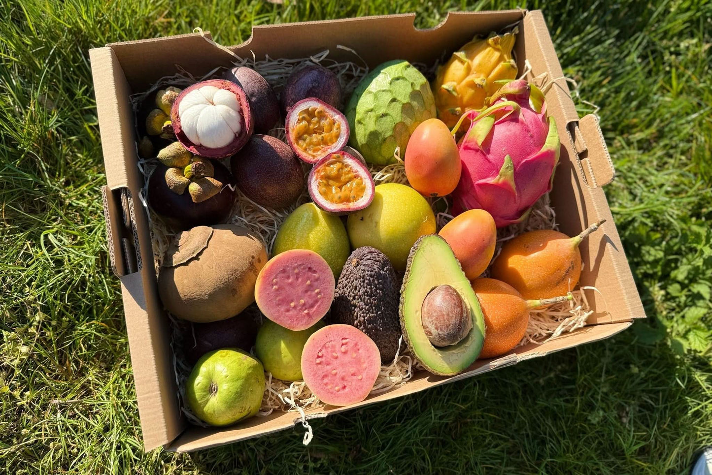 Bio Tropische Entdeckerbox Montagsaktion