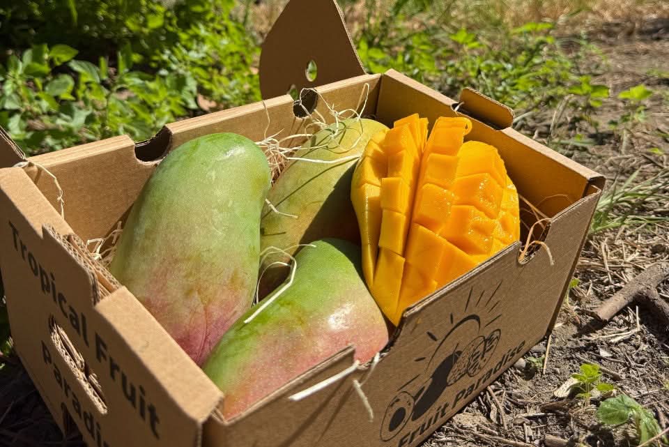 Mango Valencia Pride 1 Stk. (ca. 500g)