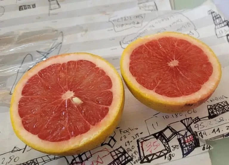 Bio Grapefruit rot von Andrea aus Sizilien