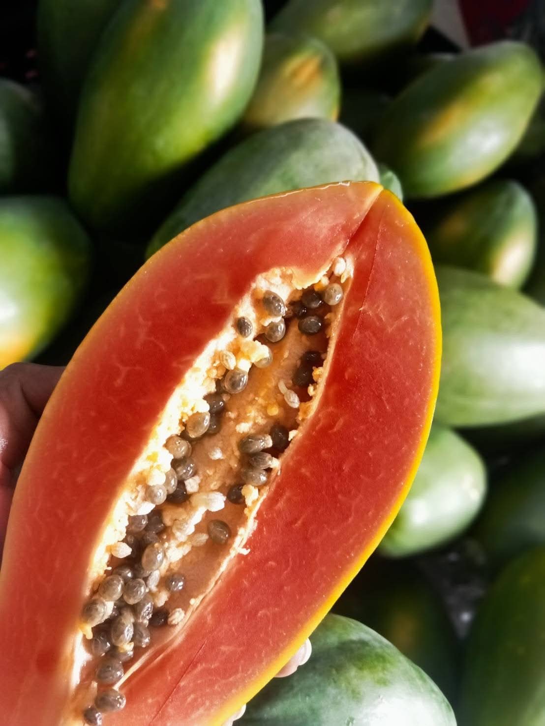 Papaya "Red Lady" reifgeerntet