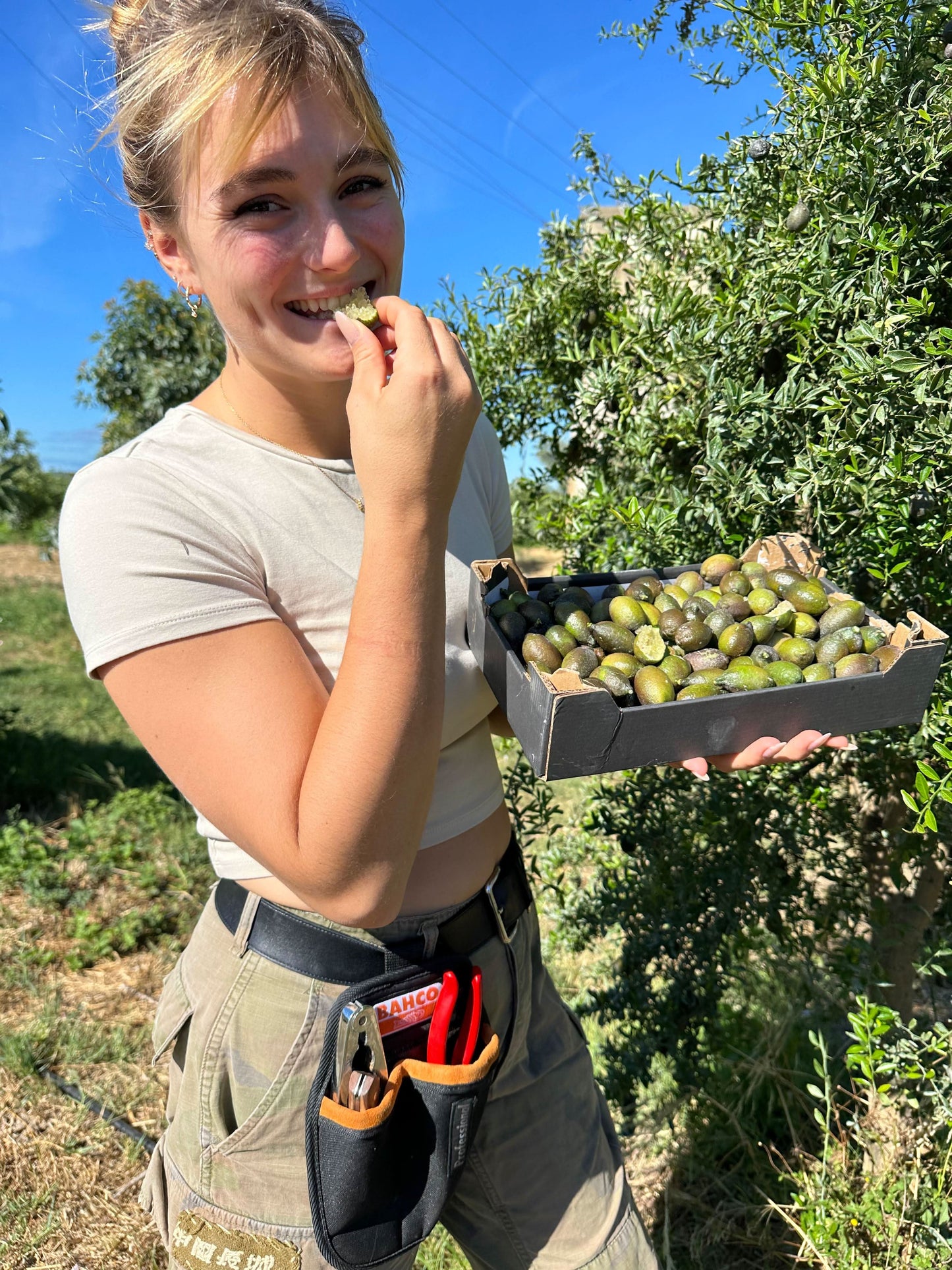 Kaviarlimetten Bio aus Sizilien