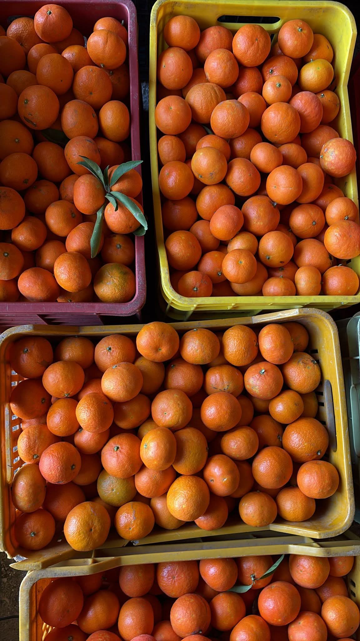 Mandarinen Nova Bio von Familie Bilardi Kalabrien Box 6kg