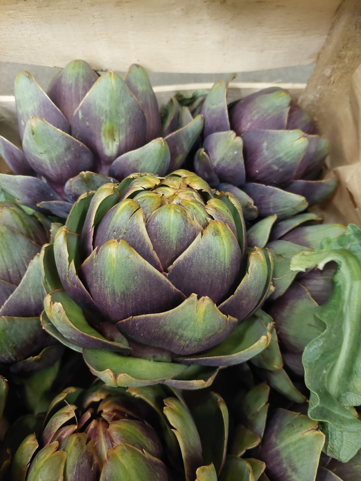 Artischocken "Romanesco" Bio