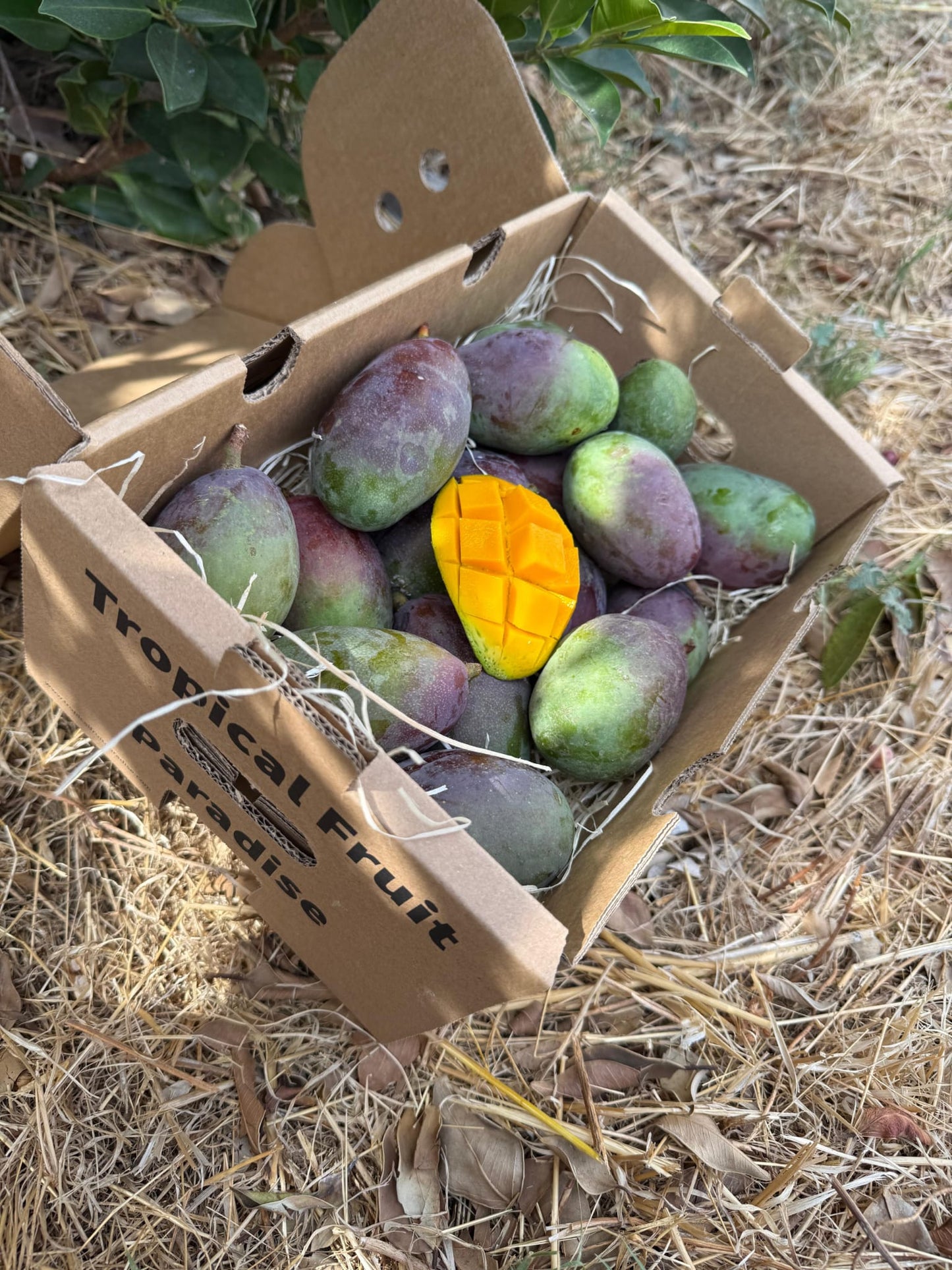 Baby-Mango Palmer Bio von Julian