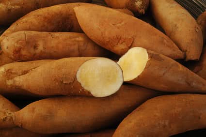 Yacon Bio aus der Bretagne