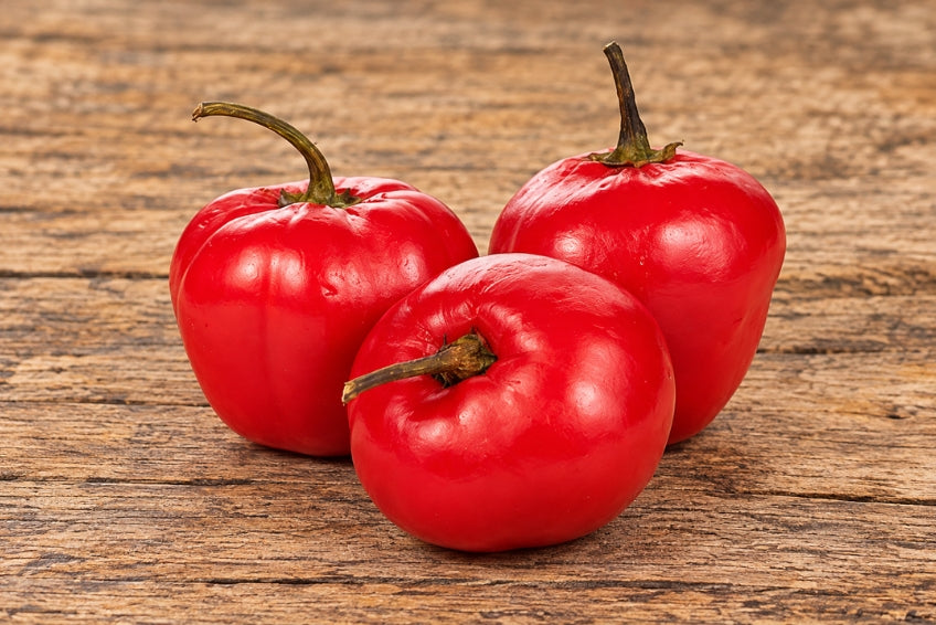 Aji Rocoto (Peruanische Baumchili)