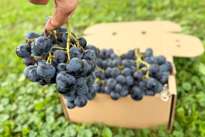 Traube Bio "Alphonse Lavallee"