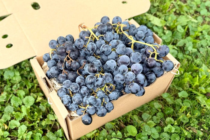 Traube Bio "Alphonse Lavallee"