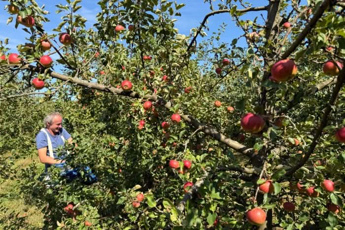 Apfel "Red Topaz" alte Sorte Bio regional