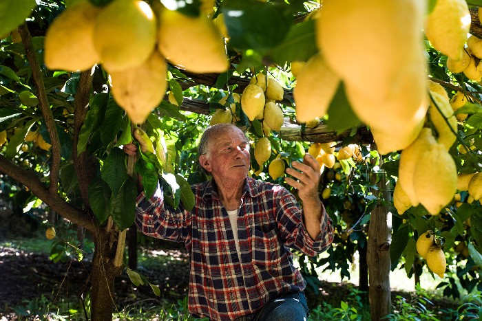 Zitronen Original Amalfi Bio