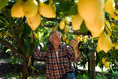 Zitronen Original Amalfi Bio