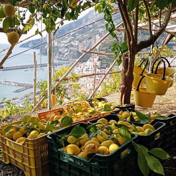 Zitronen Original Amalfi Bio