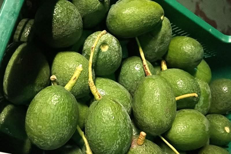 Avocadorarität "Anaheim" wild Aktionspreis % 1kg