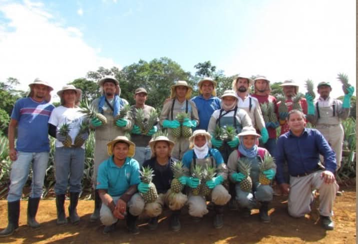 Ananas Extra Sweet Bio