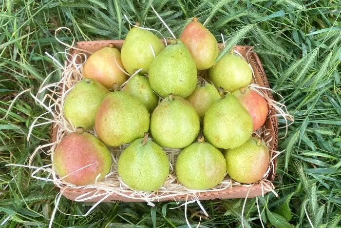 Birne "rote D'Anjou" neue Ernte Bio