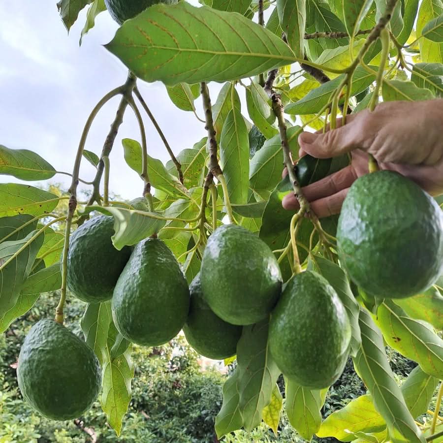 Avocado-Clementine Duo Bio Box