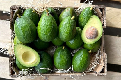 Avocadorarität Antillano (Riesen-Avocado)