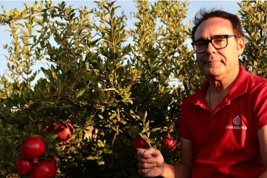 Granatapfel rosa "Mollar" Bio von Antonio