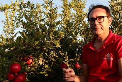 Granatapfel rosa "Mollar" Bio von Antonio