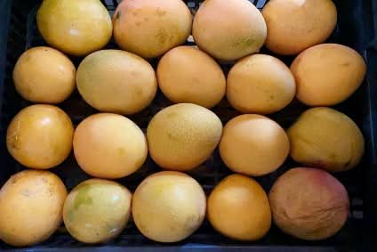 Bio Mango Box Manzanillo 4kg