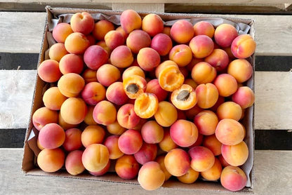 Aprikosen "Berga Rouge" Bio von Alain aus der Provence