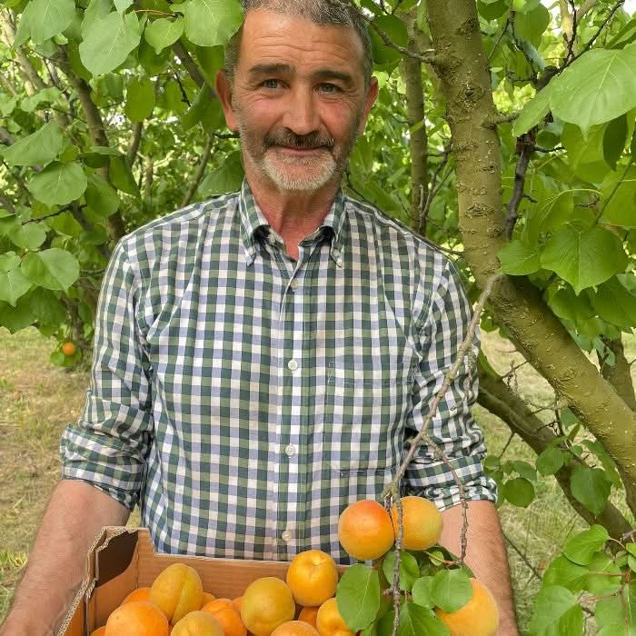 Aprikosen "Hargrand" Bio von Nicolas Sparpreis-Box