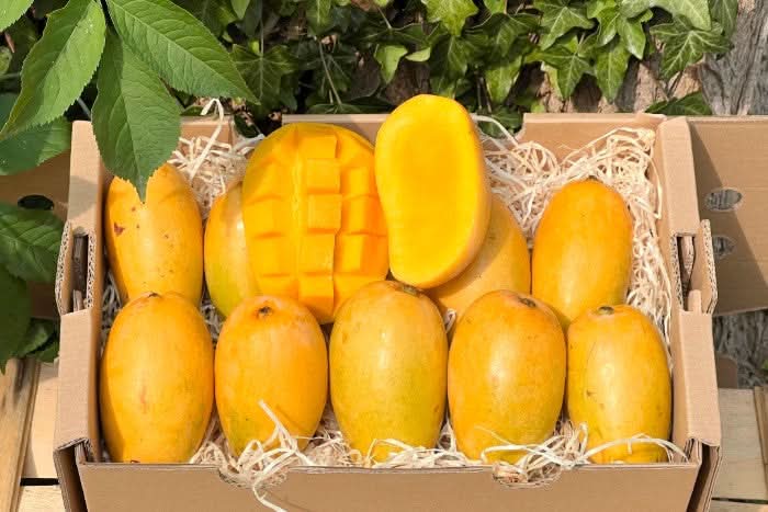 Mango Honig Ataulfo Bio von Joe Roman Sparbox