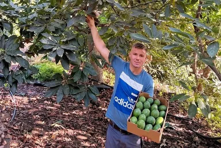 Bauer mit frischen Bio Avocado Baby salvaje kaufen Spanien – Ernte direkt vom Baum in Andalusien