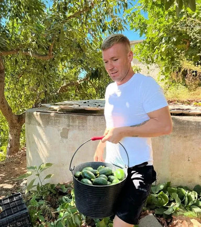 Avocado Bacon kaufen Spanien Ernte frischer Bio Avocados direkt vom Landwirt