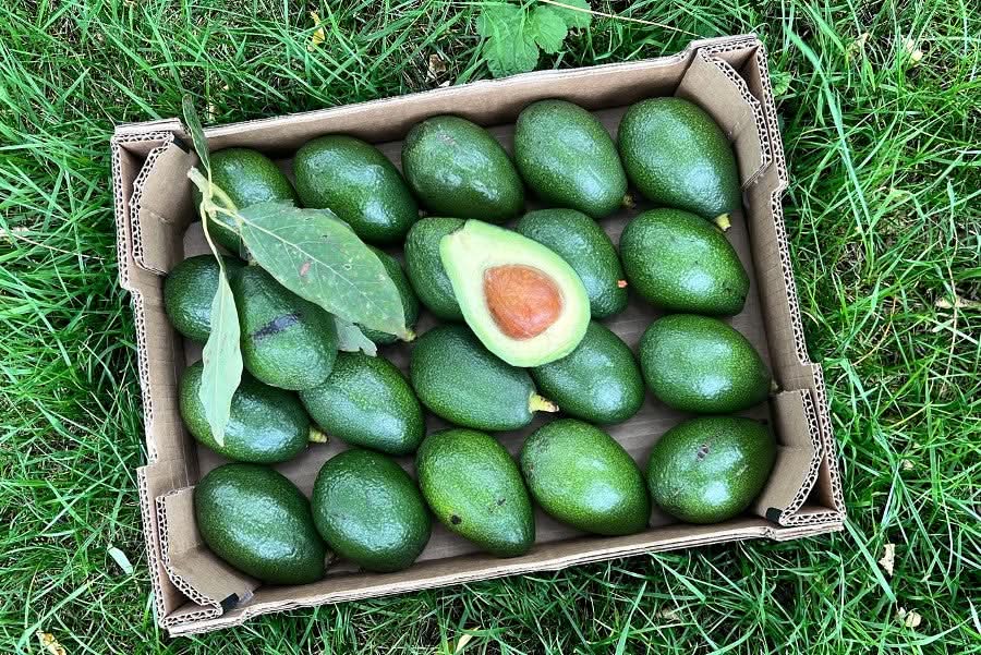 Bio Avocado Bacon kaufen Spanien – grüne Avocados in einer Kiste frisch aus Spanien geerntet