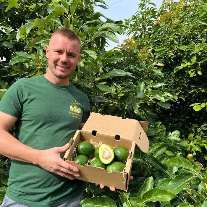 Avocado Bacon kaufen Spanien Landwirt mit frischen Bio Avocados in Kiste