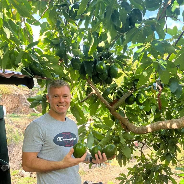 Avocado Retterbox aus Spanien – Julian, unser Bio-Bauer in Granada, erntet frische grüne Avocados direkt vom Baum