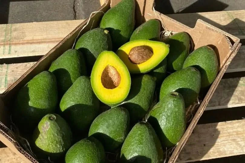 Avocado Torrox wild von Juan