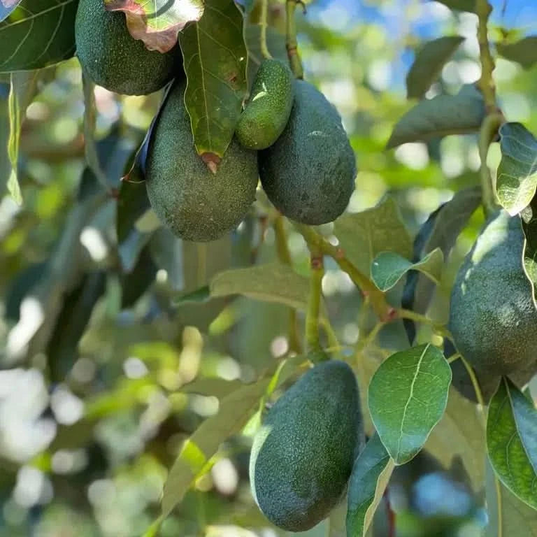 Avocado Fuerte aus Spanien frisch am Baum hängend – avocado fuerte kaufen spain direkt vom Bio-Anbau