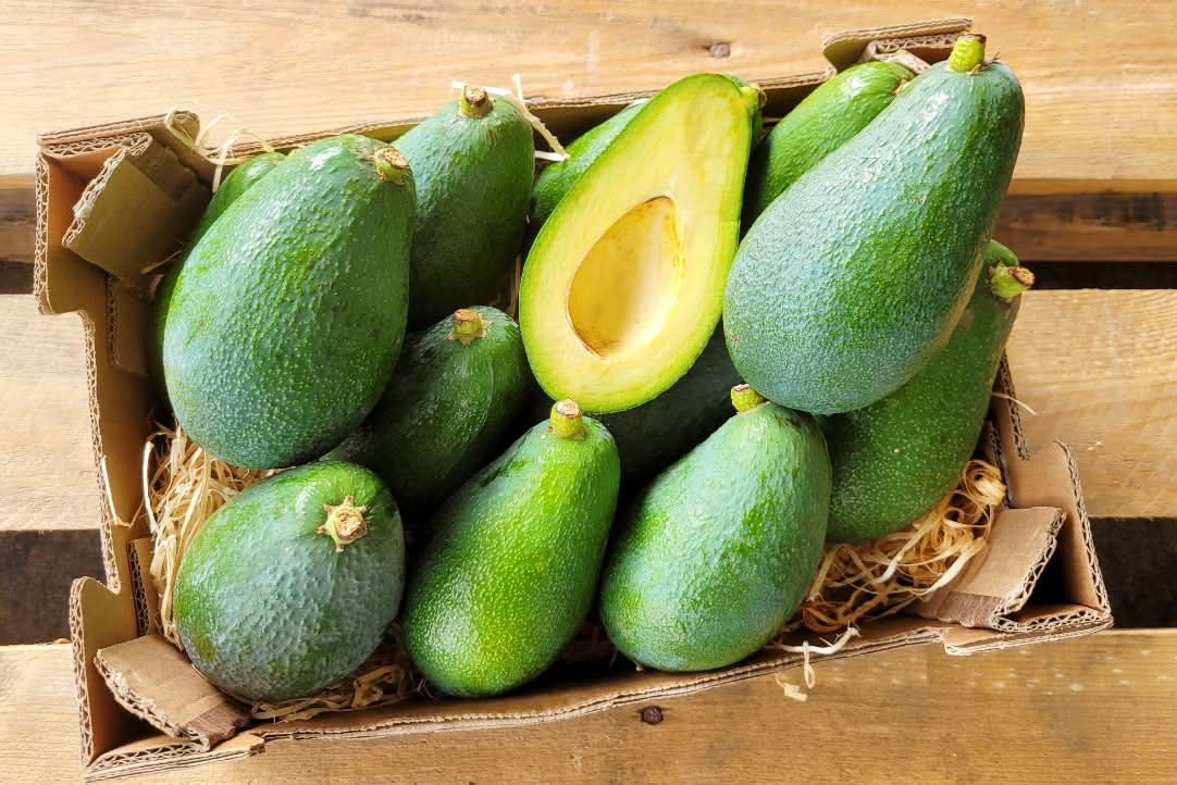 Kiste mit Bio Avocado Fuerte aus Spanien, aufgeschnitten und frisch – avocado fuerte kaufen spain direkt vom Erzeuger