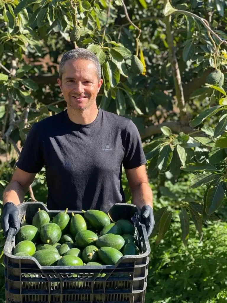 Landwirt mit Kiste frischer Avocado Fuerte kaufen Spanien direkt von der Farm