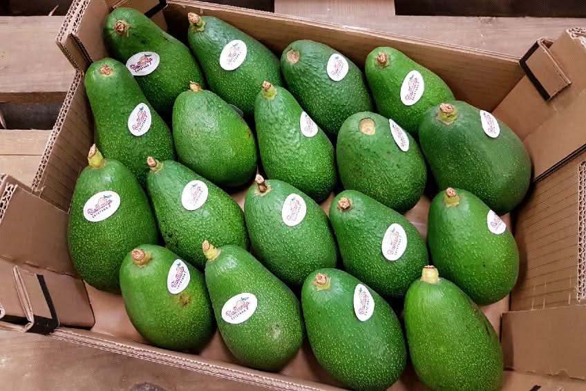 Kiste mit Avocado Fuerte Premium Spain in Bio-Qualität aus Andalusien