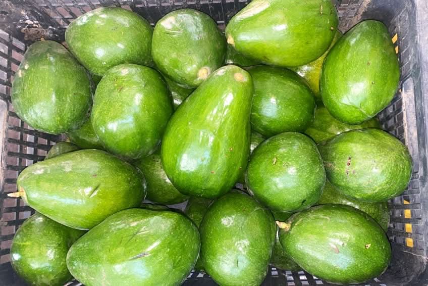 Avocadorarität Guatemalteco wild von Rufino 1kg