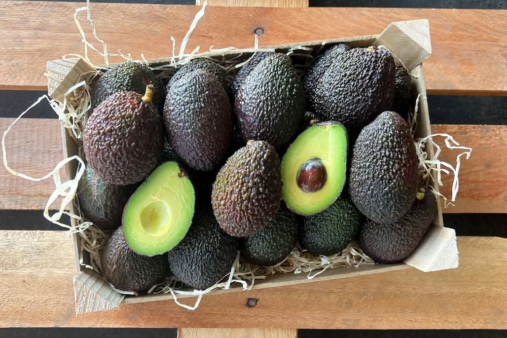 Avocado Hass kaufen – reife, cremige Bio-Avocados in der Box