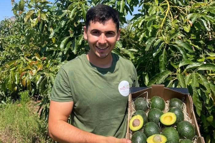Spanischer Kleinbauer präsentiert frische Hass Avocados direkt von der Finca – ideal für alle, die avocado hass kaufen spanien und Frische aus erster Hand suchen.