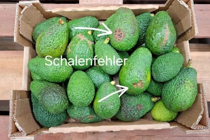 Avocado Hass kaufen Spanien – Schalenfehler bei Bio-Avocados, innen perfekt