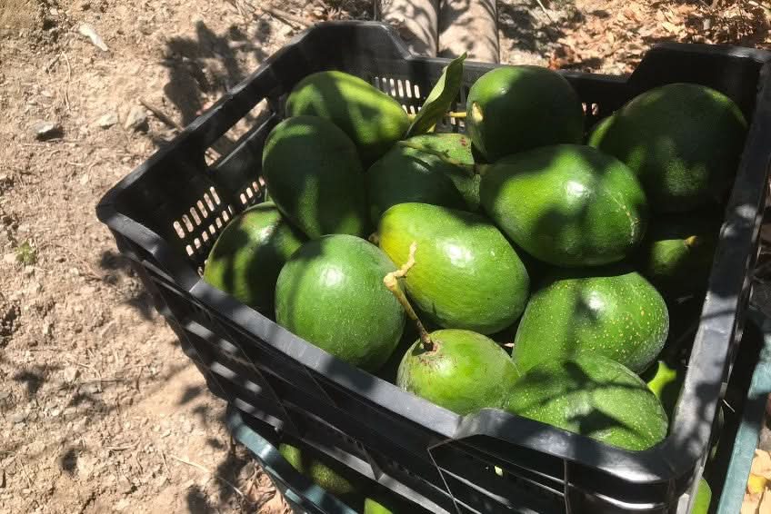 Avocadorarität „Choquette“ von Julian Flash-Aktion
