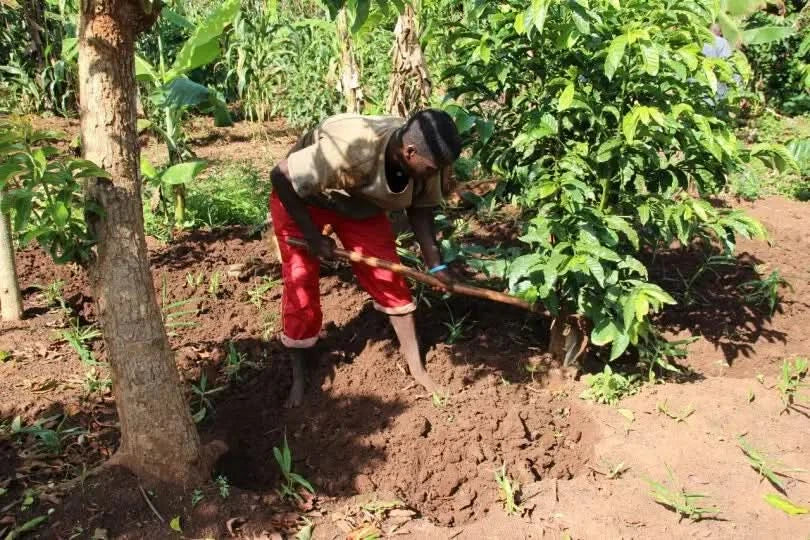 Avocado Jumbo Uganda – Bio Anbau durch Kleinbauer mit Handarbeit auf nachhaltiger Farm